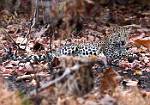 Male Leopardc